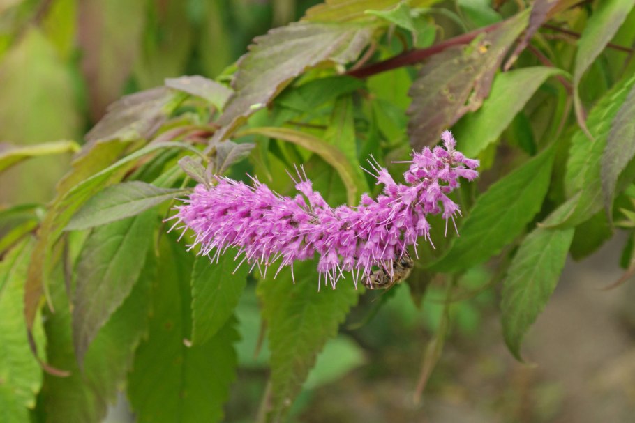 Elsholtzia stauntonii