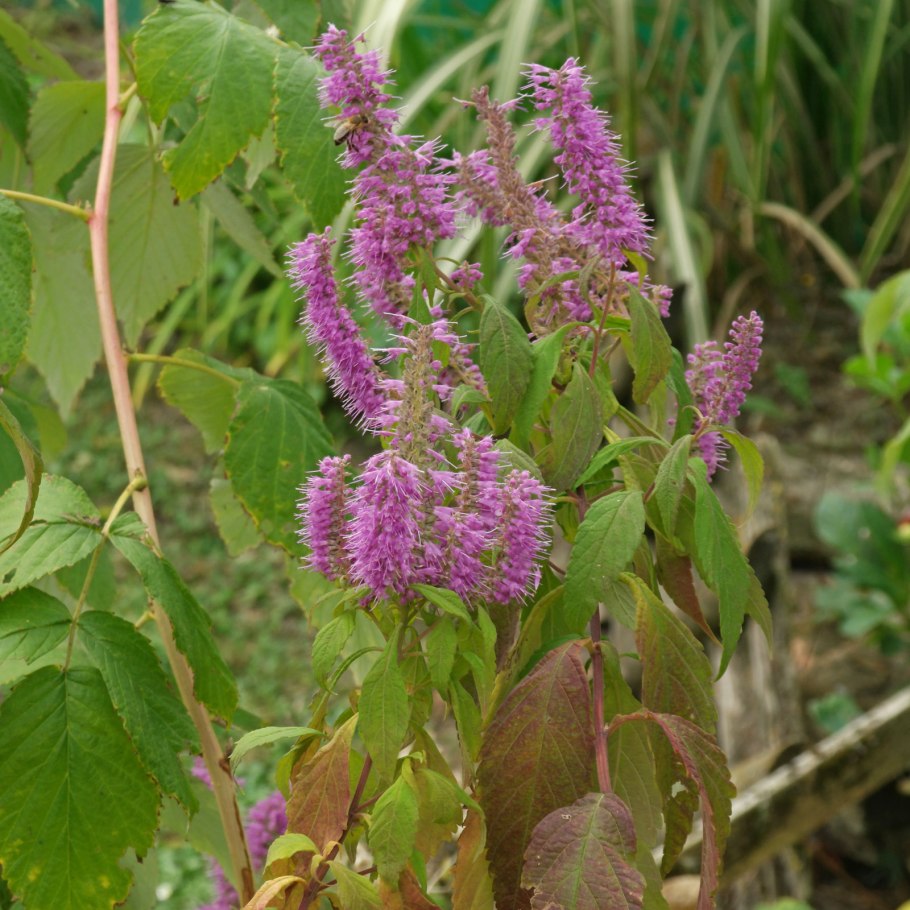 Elsholtzia ciliata свойства