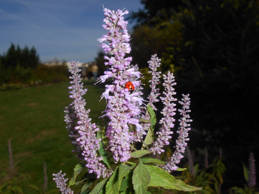 Эльсгольция Патрэна