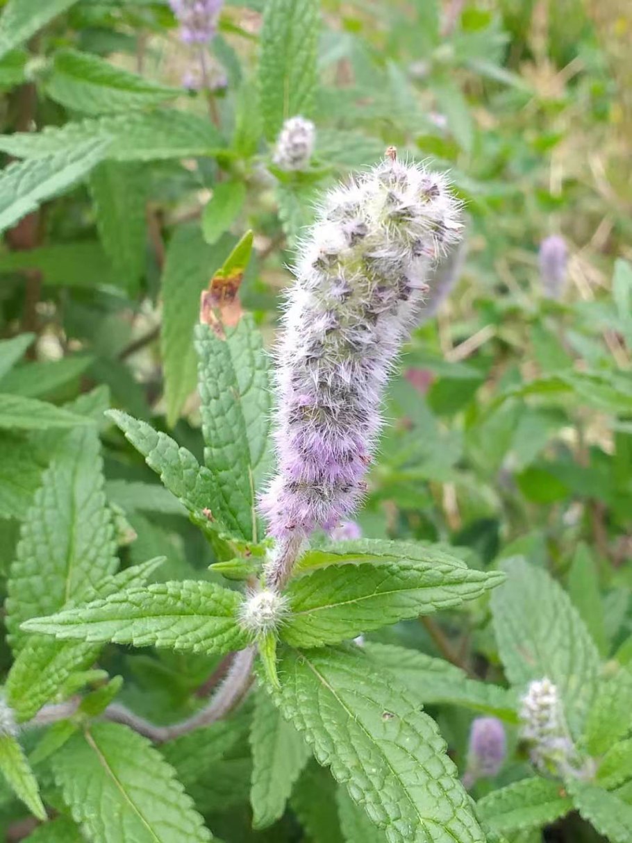 Конская мята Шандра