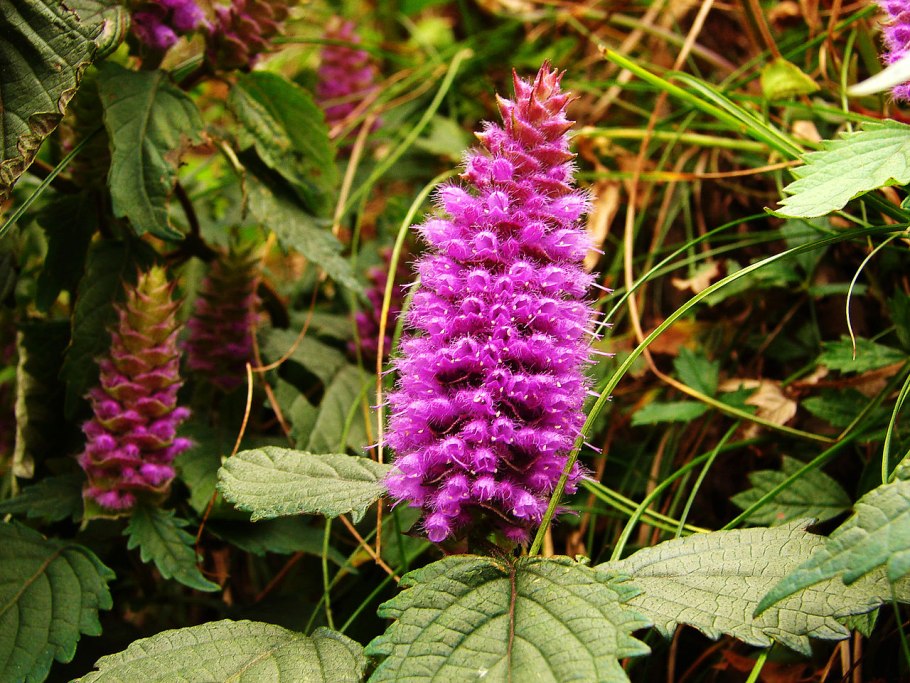 Семена Перловник Melica ciliata