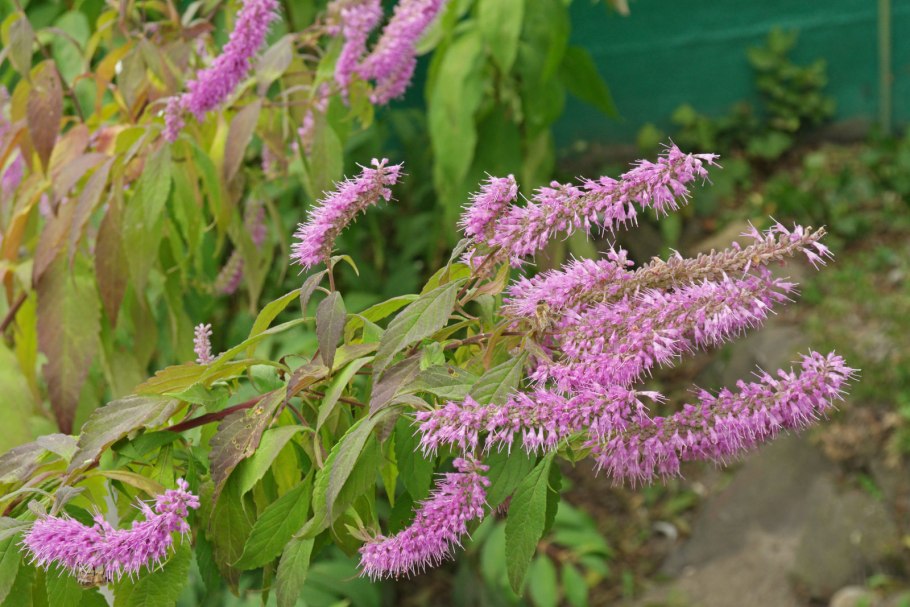 Эльсгольция Патрэна трава