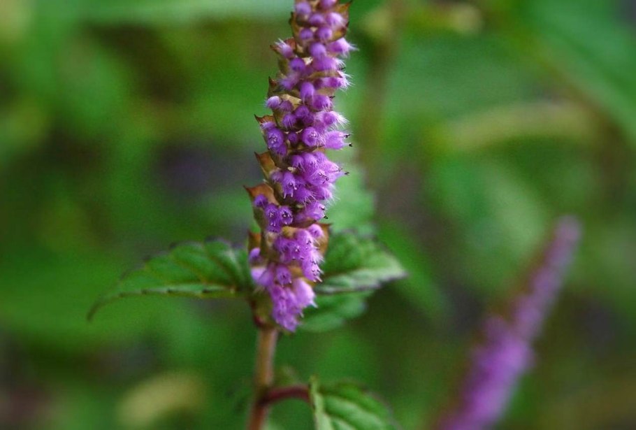 Эльсгольция реснитчатая (Elsholtzia ciliata)
