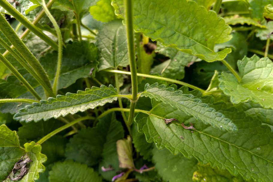 Орегано мята Болотная