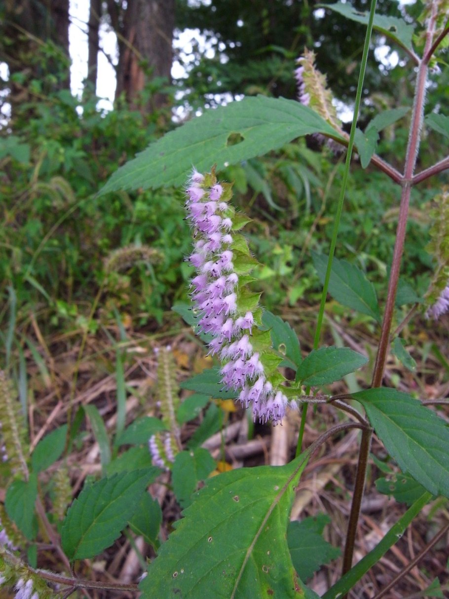 Растение реснитчатыми листьями