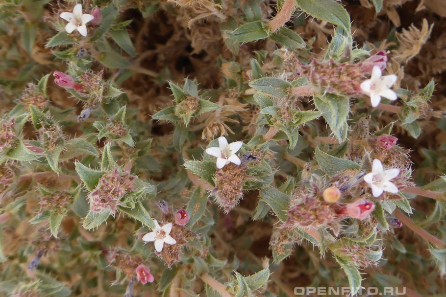 Эльсгольция густоцветковая