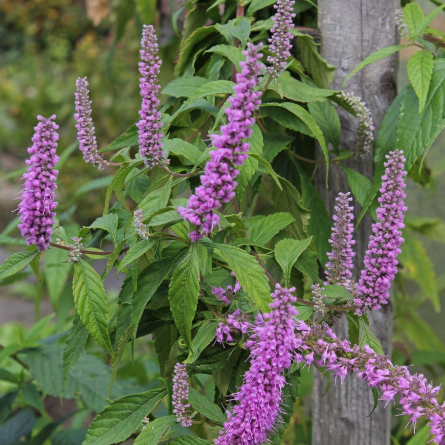 Эльсгольция Патрэна