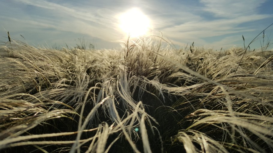 Сухая трава