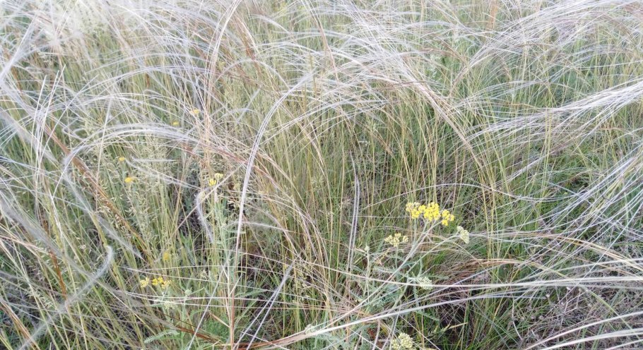 Морозостойкой травой