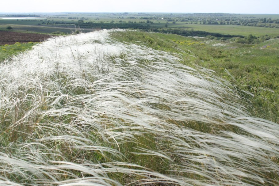 Ковыль Коржинского