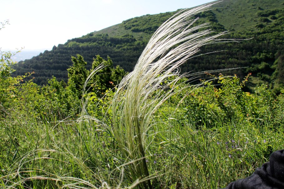 Ячмень гривастый (Престиж)