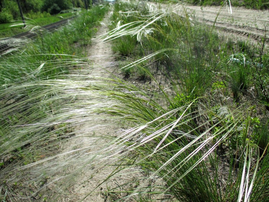 Ковыль узколистный