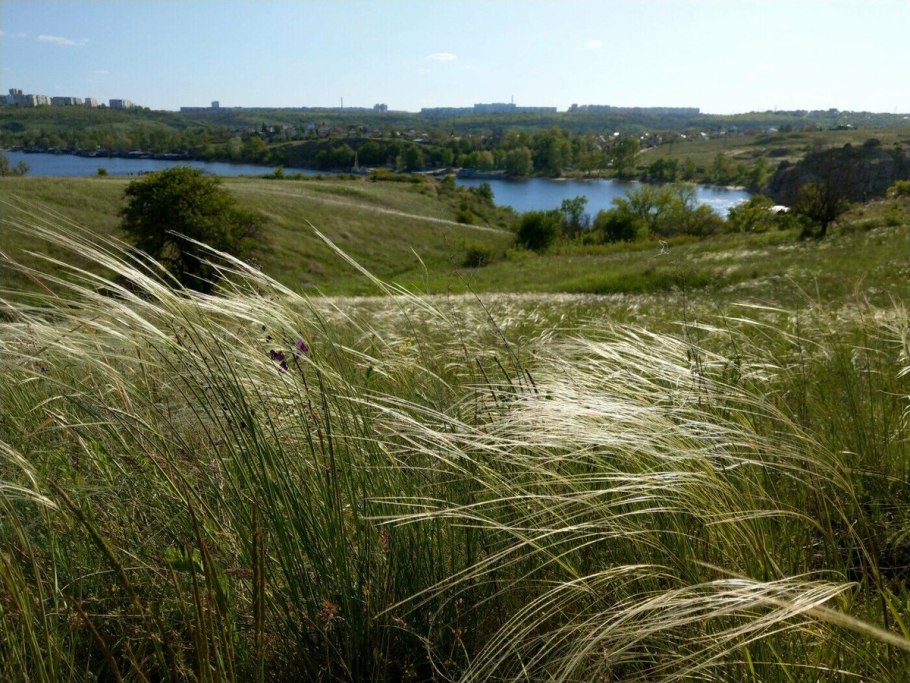 Ковыль Сарептский
