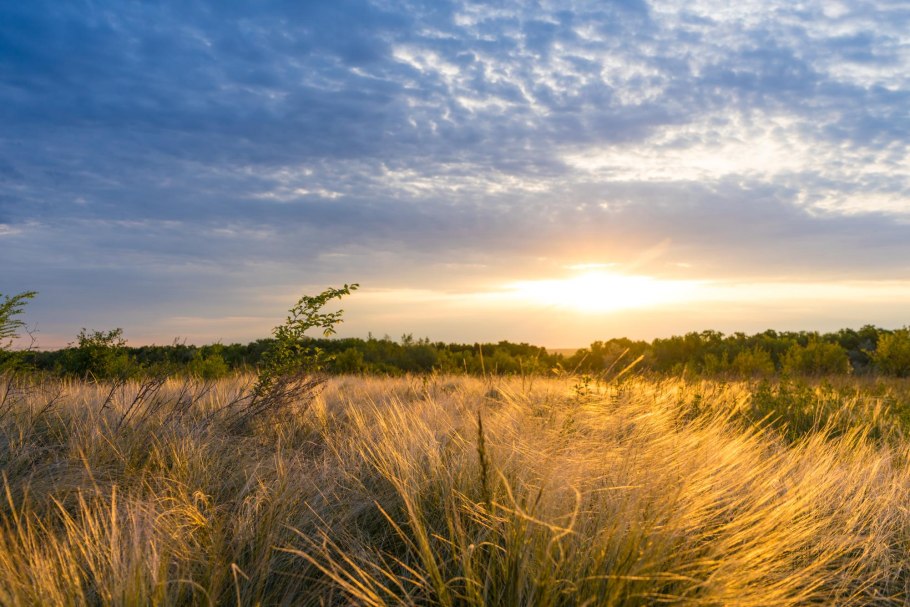 Ковыль Залесского Белгородская область