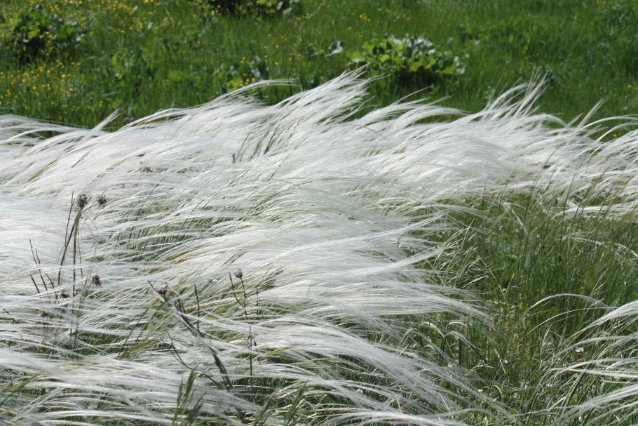 Оренбургский заповедник ковыль