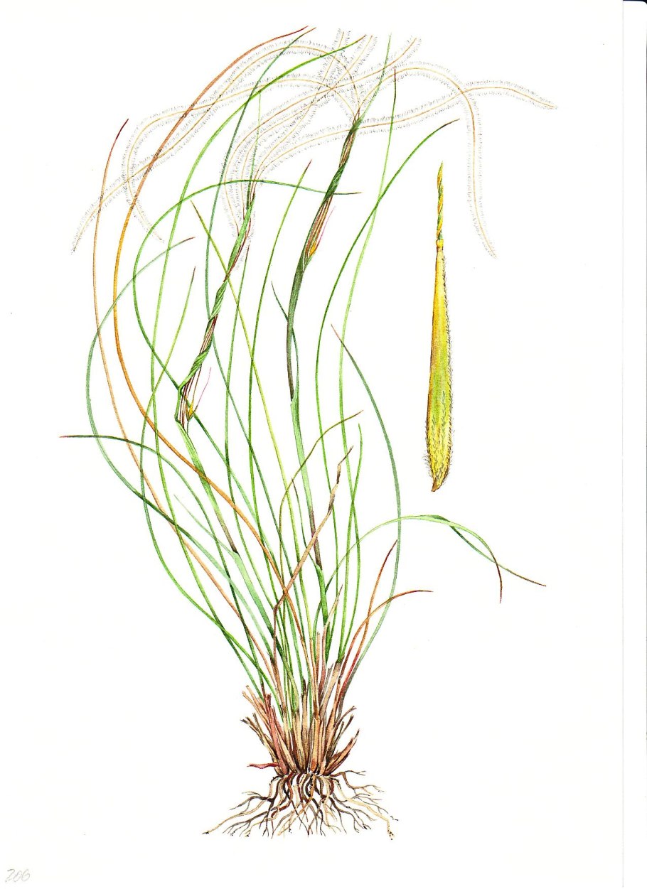 Цветет ковыль