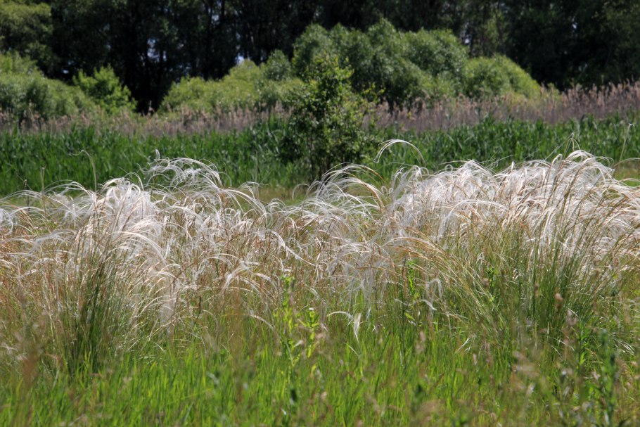 Ковыль Залесского Stipa Zalesskii