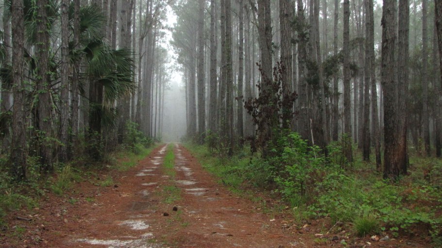 Cathedral of the Pine