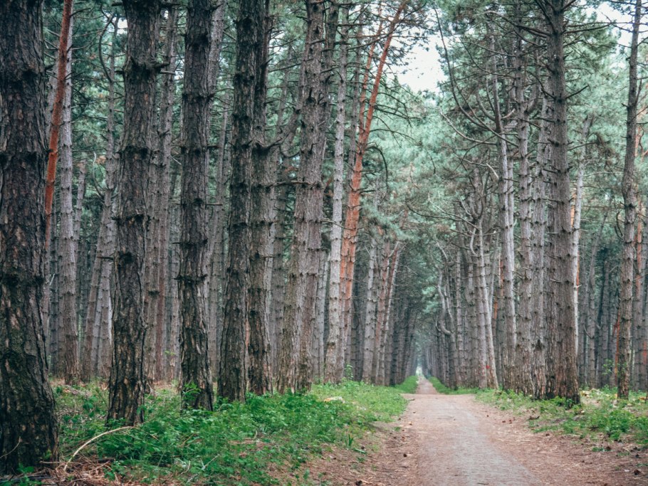 Сосновая аллея Щепкинский лес