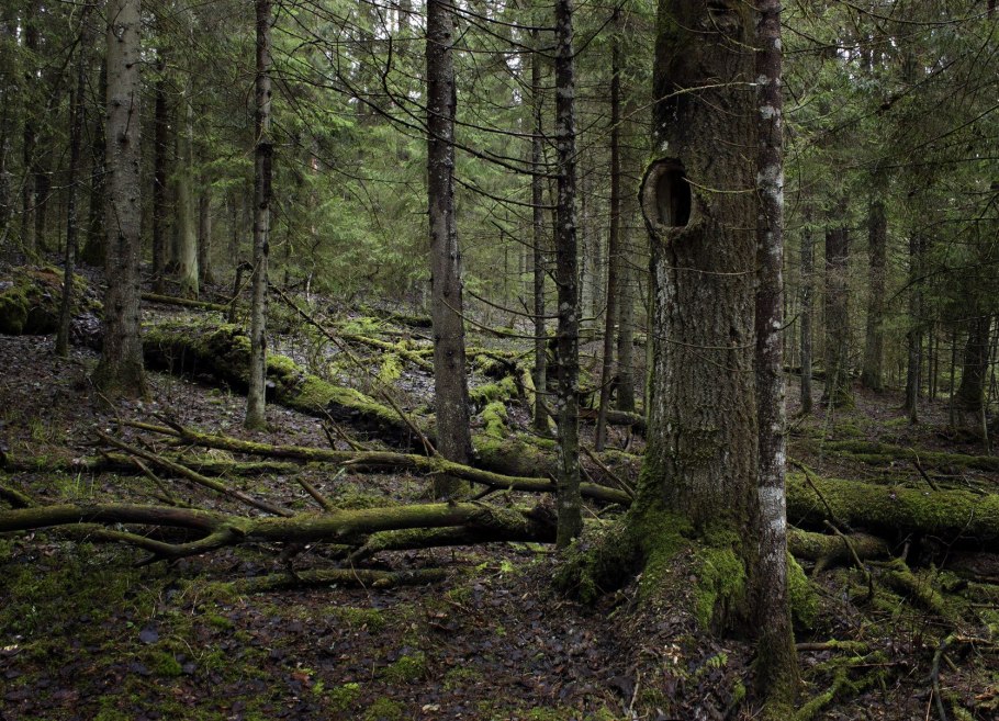 Big Cypress National Preserve (США).