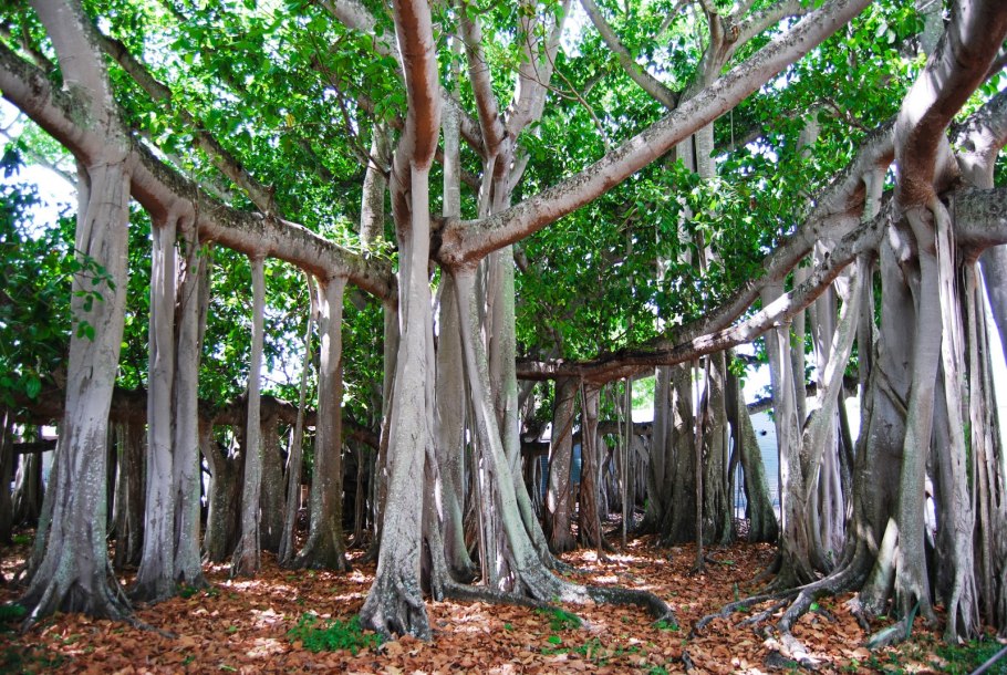Великий Баньян дерево