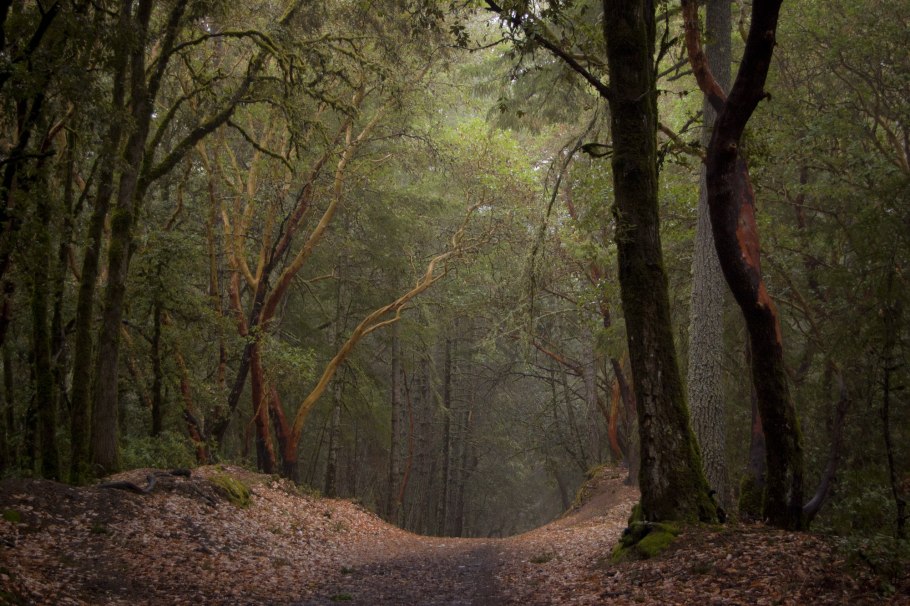 Первобытные леса