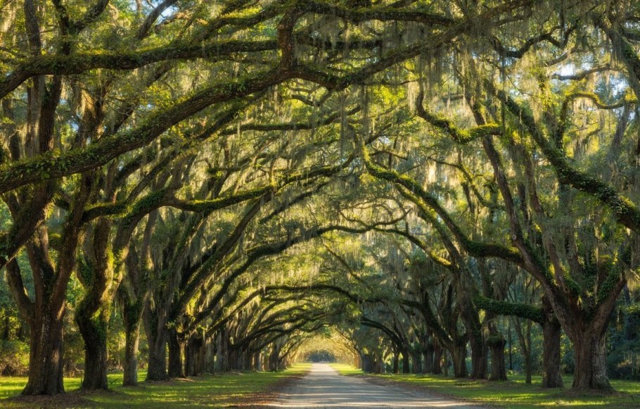 Дерево самшит в Абхазии