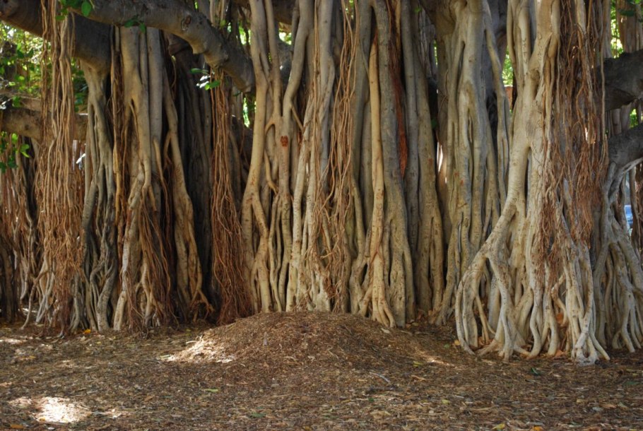 Лес стволы деревьев