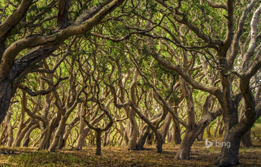Бамбук Япония Сагано