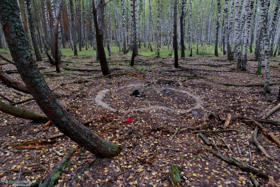 Растительность леса