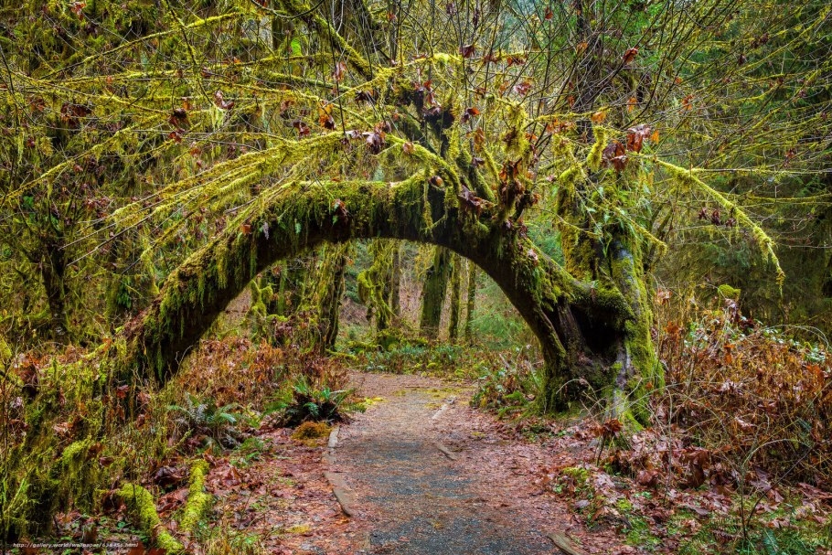 Кэрсивин Ирландия лес