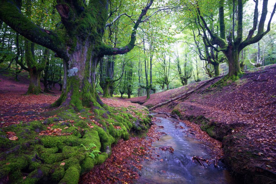 Елово Сосновый лес