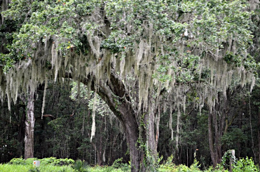 Широколиственный лес Финляндия