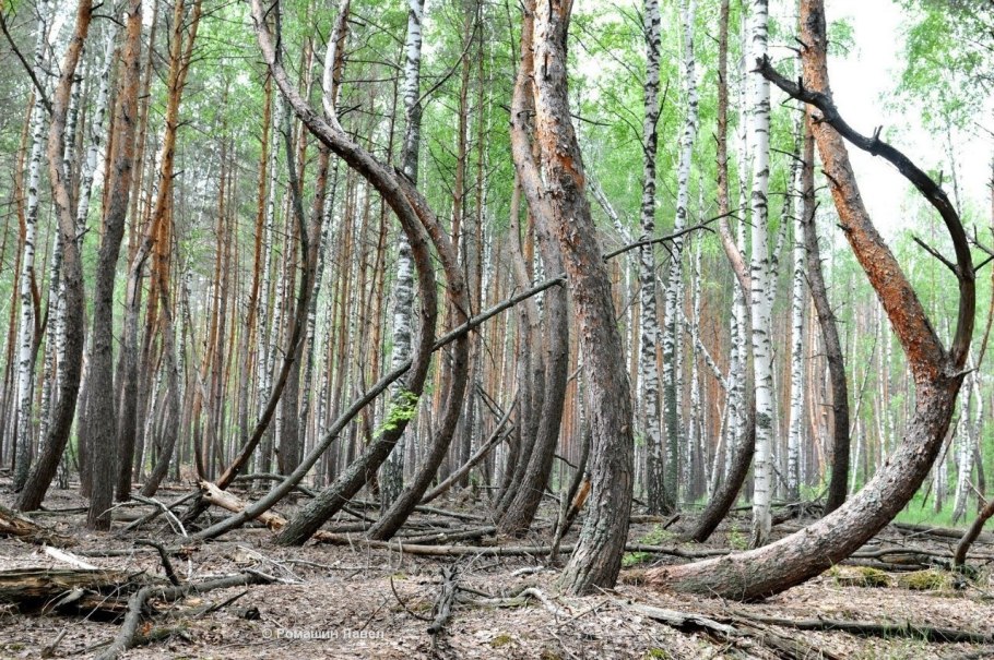 Дождевые леса Австралии