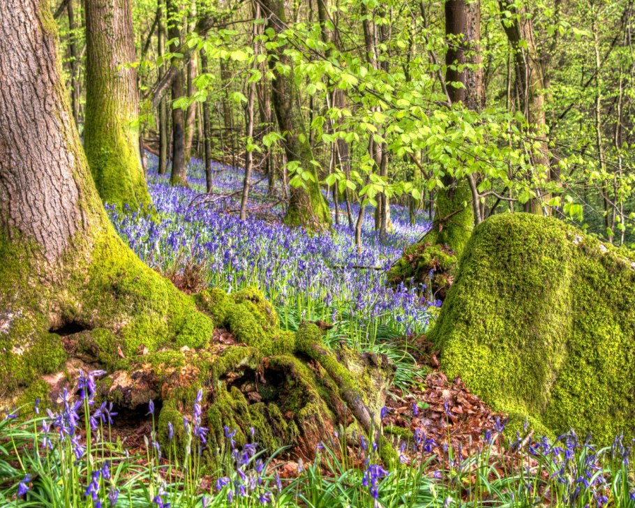 Национальный парк Редвуд Калифорния