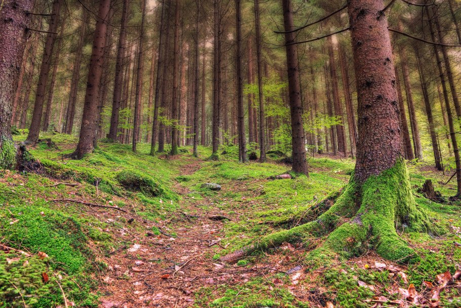 Сочинский национальный парк буковые леса