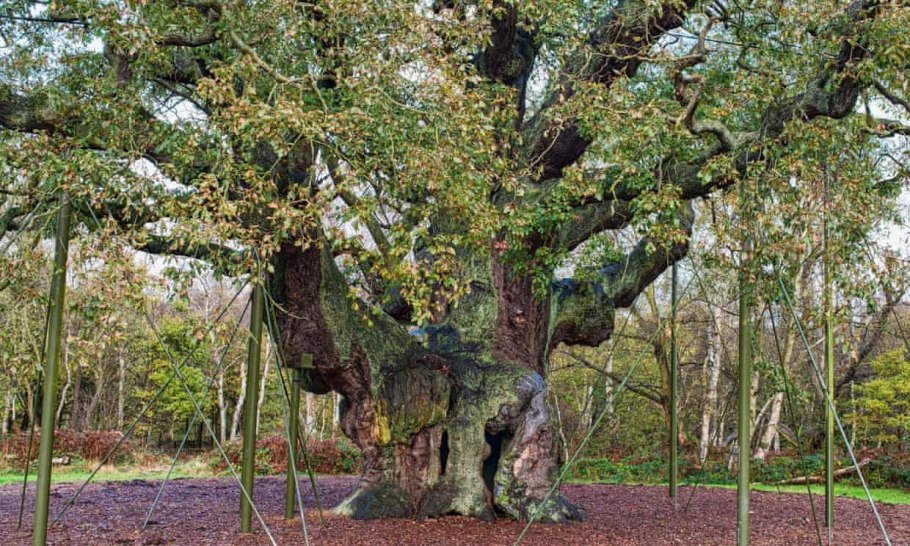 Орегон природа леса