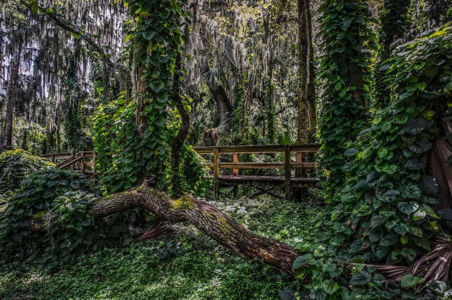 Эвкалиптовая роща лес