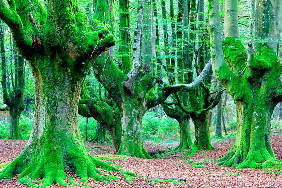 Фикус бенгальский Баньян