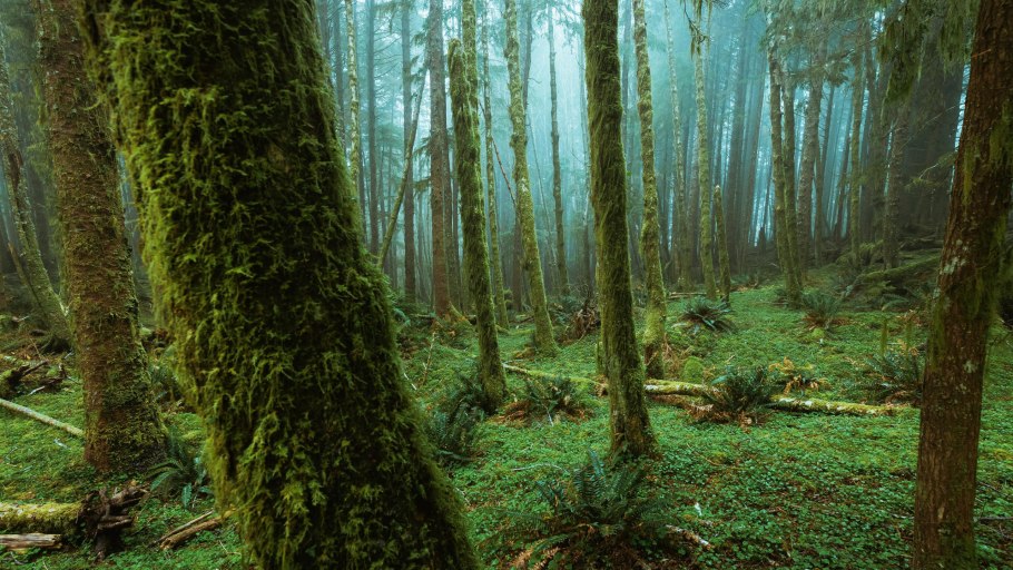 Тропинка в тропическом лесу