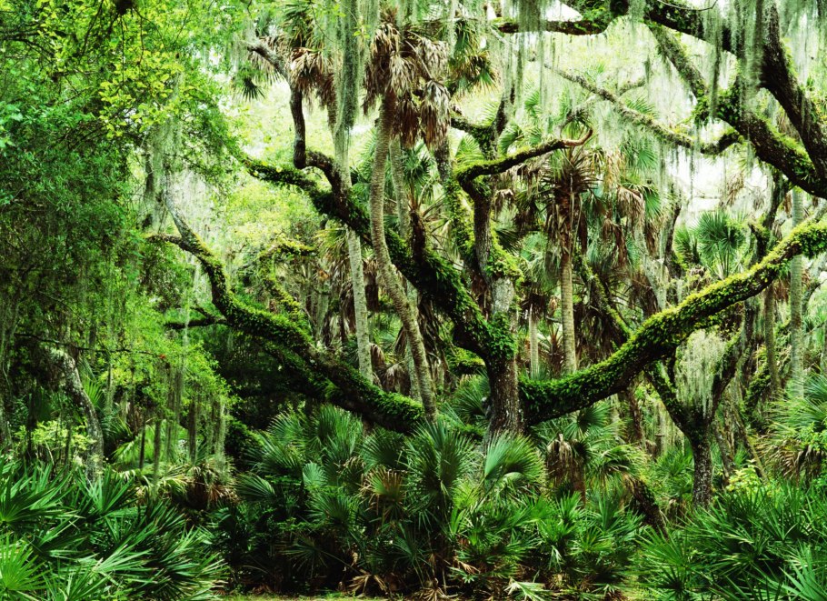 Субтропические жестколистные леса