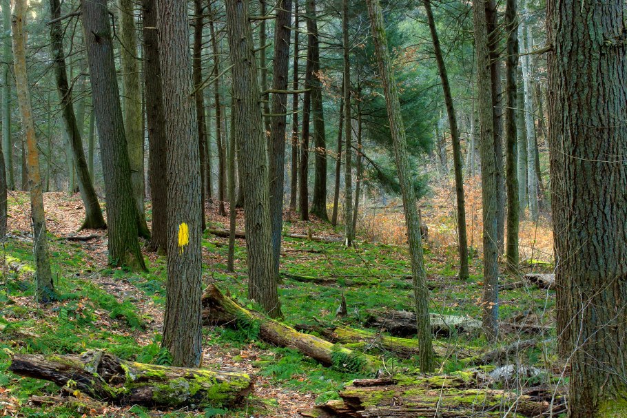 Мох Лондон лес