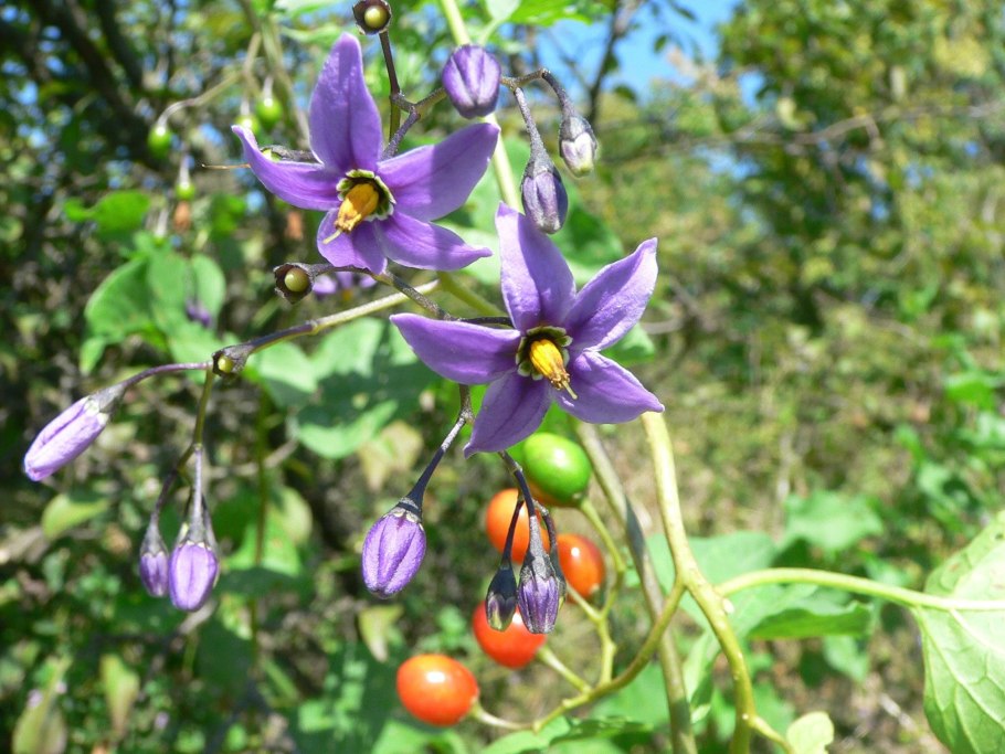 Белена чёрная ( Hyoscyamus Niger l.)