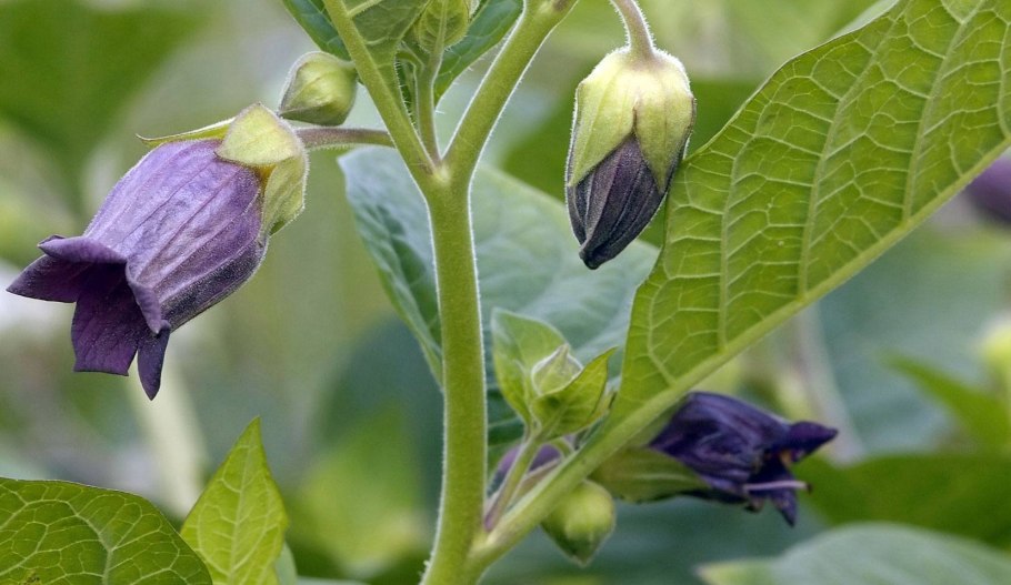Красавка белладонна Atropa Belladonna