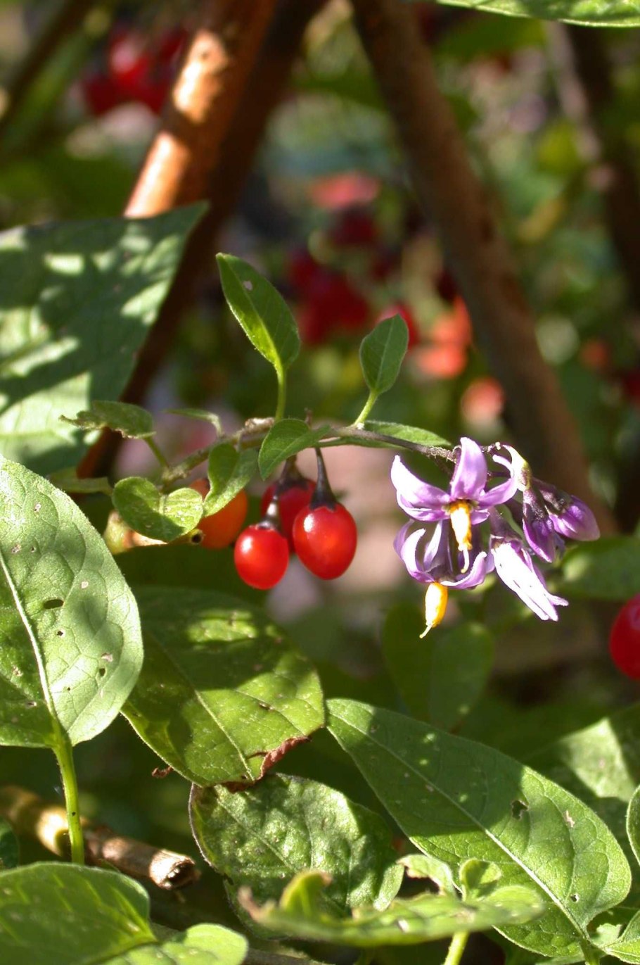 Красавка белладонна Atropa Belladonna
