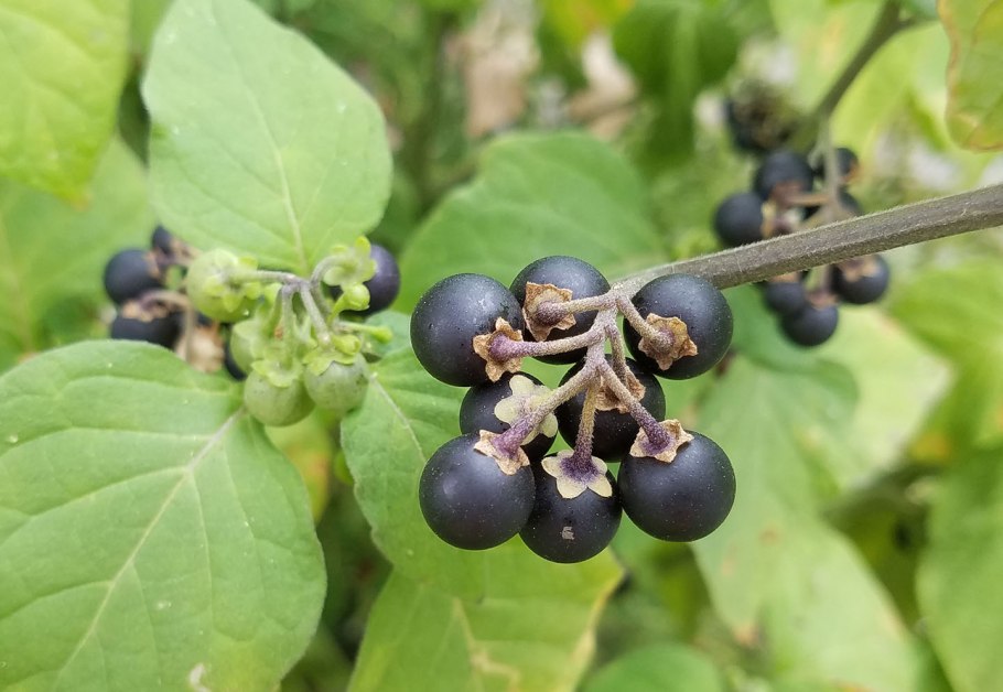Красавка белладонна Atropa Belladonna