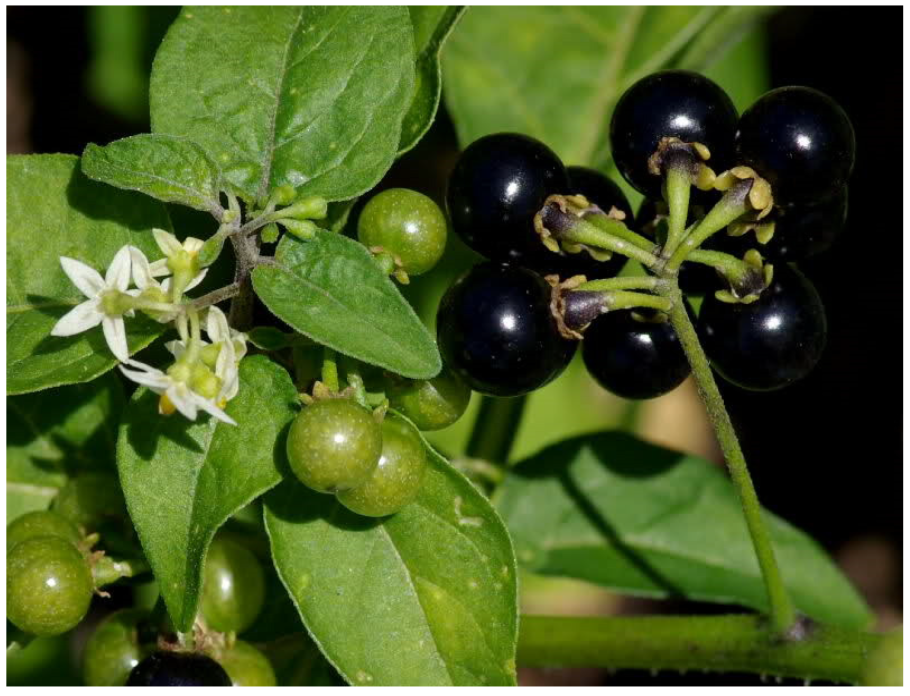 Паслен черный (Solanum nigrum)