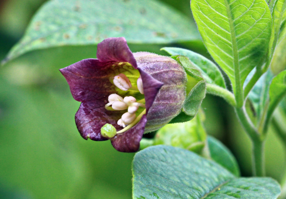 Atropa Belladonna растение