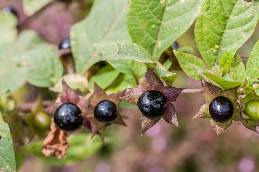Красавка белладонна Atropa Belladonna