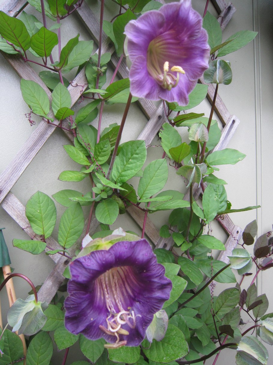 Лиана кобея лазающая